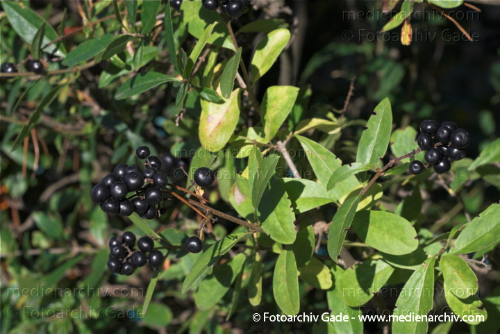 Gewöhnliche Liguster (Ligustrum vulgare)
10.  10. 2010. Berlin. Flora. Pflanzen. Strauch. Sträucher. Gewöhnliche Liguster (Ligustrum vulgare)
Schlüsselwörter: 2010;Berlin;Flora;Gewöhnliche Liguster;Ligustrum vulgare;Natur;Pflanzen;plants;Strauch;Sträucher