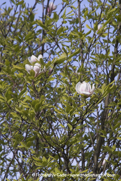 22. 4. 2007. Berlin. Flora. Pflanzen. Strauch. Sträucher oder Baum. Bäume.  Magnolien (Magnolia). Magnoliengewächse (Magnoliaceae). Blüte: März bis April. Frühling. Blüten.
Schlüsselwörter: Berlin;Blüten;Bäume;Flora;Frühling;Magnolia;Magnolie;Natur;Pflanzen;plants;Strauch;2007;Baum;Sträucher