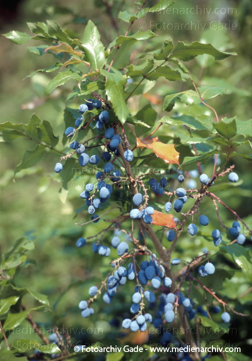 Blaue Beeren der Mahonie. Mahonia aquifolium
August 1999. Berlin. Berlin-Mitte. Nordufer. Flora. Pflanzen. Strauch. Sträucher. Blaue Beeren der Mahonie (Mahonia aquifolium).   Berberitzengewächse (Berberidaceae).
Schlüsselwörter: Berlin;Deutschland;Flora;Mahonia aquifolium;Mahonie;Mecklenburg-Vorpommern;Natur;Pflanzen;plants;Strauch;1999;Beeren;Sträucher