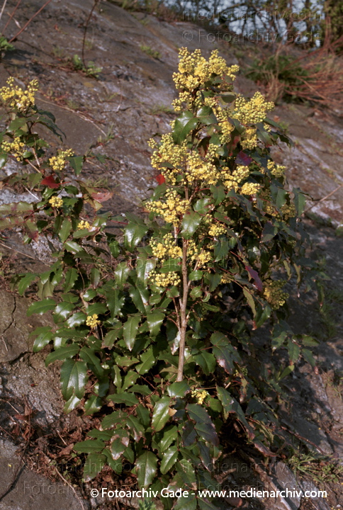 Mahonie. Mahonia aquifolium. Berberitzengewächs
April 2002.  Berlin. Flora. Pflanzen. Mahonie (Mahonia aquifolium). Berberitzengewächs
Schlüsselwörter: Flora;Mahonia aquifolium;Mahonie;Natur;Pflanzen;plants;Strauch;Berlin;Deutschland;Sträucher