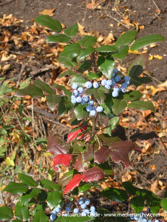 Mahonie. Mahonia aquifolium. Berberitzengewächs
9. 10. 2004.  Berlin. Flora. Pflanzen. Mahonie (Mahonia aquifolium). Berberitzengewächs
Schlüsselwörter: Deutschland;Flora;Mahonia aquifolium;Mahonie;Natur;Pflanzen;plants;Strauch;2004;Berlin;Sträucher