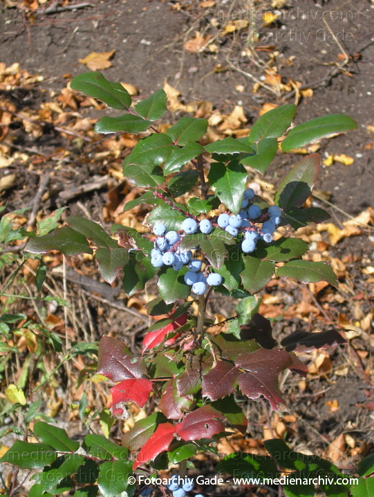 Mahonie. Mahonia aquifolium. Berberitzengewächs
9. 10. 2004.  Berlin. Flora. Pflanzen. Mahonie (Mahonia aquifolium). Berberitzengewächs
Schlüsselwörter: Deutschland;Flora;Mahonia aquifolium;Mahonie;Natur;Pflanzen;plants;Strauch;2004;Berlin;Sträucher