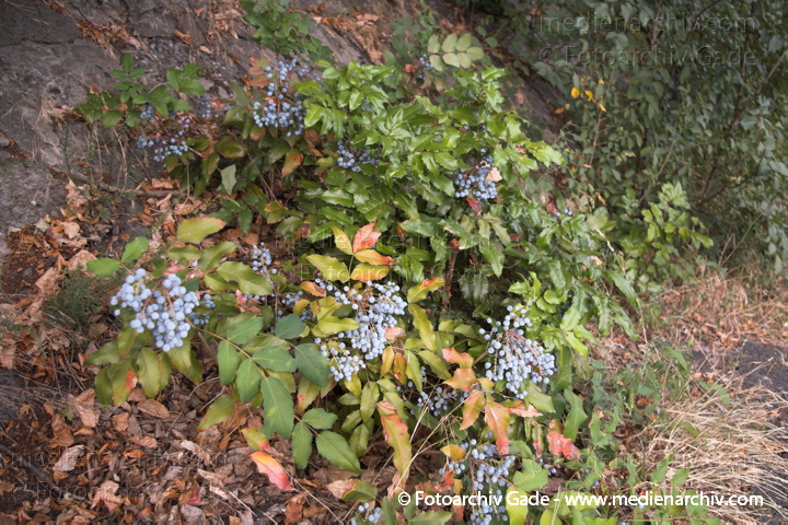Mahonie. Mahonia aquifolium
23. 7. 2006.  Berlin. Flora. Pflanzen. Strauch. Sträucher. Beeren der Mahonie (Mahonia aquifolium).   Berberitzengewächse (Berberidaceae)
Schlüsselwörter: Flora;Mahonia aquifolium;Mahonie;Natur;Pflanzen;plants;Strauch;Beeren;Berlin;Sträucher