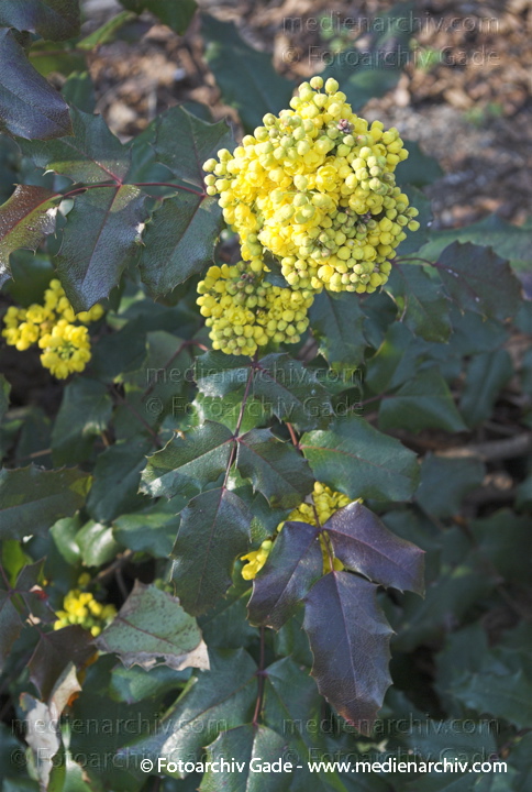 Gelbe Blüten. Gewöhnliche Mahonie.
1. 4. 2007. Berlin. Berlin-Mite. Nordufer. Flora. Pflanzen. Strauch. Sträucher. Gelbe Blüten der Mahonie (Mahonia aquifolium).   Berberitzengewächse (Berberidaceae).
Schlüsselwörter: Berlin;Blüten;Flora;Frühling;gelbe Blüten;Mahonie;Natur;Pflanzen;plants;Strauch;2007;Berberitzengewächs;Sträucher