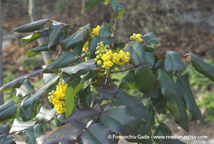 Gelbe Blüten. Gewöhnliche Mahonie.
1. 4. 2007. Berlin. Berlin-Mite. Nordufer. Flora. Pflanzen. Strauch. Sträucher. Gelbe Blüten der Mahonie (Mahonia aquifolium).   Berberitzengewächse (Berberidaceae).
Schlüsselwörter: Berlin;Blüten;Flora;Frühling;gelbe Blüten;Mahonie;Natur;Pflanzen;plants;Strauch;2007;Berberitzengewächs;Sträucher
