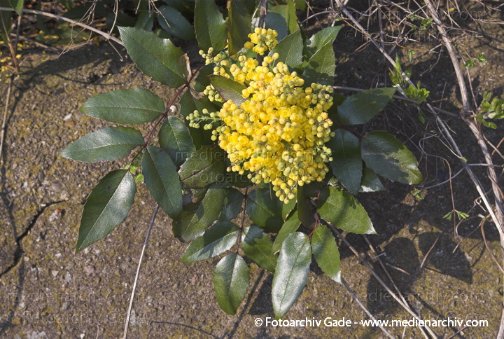 Gelbe Blüten. Gewöhnliche Mahonie.
1. 4. 2007. Berlin. Berlin-Mite. Nordufer. Flora. Pflanzen. Strauch. Sträucher. Gelbe Blüten der Mahonie (Mahonia aquifolium).   Berberitzengewächse (Berberidaceae).
Schlüsselwörter: Berlin;Blüten;Flora;Frühling;gelbe Blüten;Mahonie;Natur;Pflanzen;plants;Strauch;2007;Berberitzengewächs;Sträucher