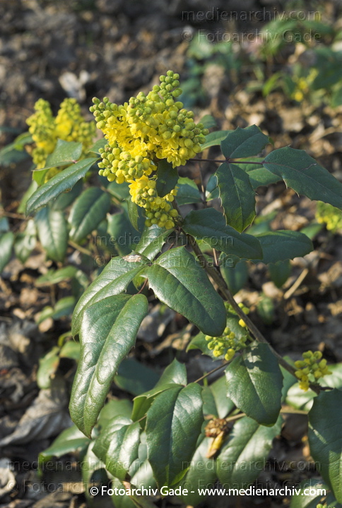 Gelbe Blüten. Gewöhnliche Mahonie.
1. 4. 2007. Berlin. Berlin-Mite. Nordufer. Flora. Pflanzen. Strauch. Sträucher. Gelbe Blüten der Mahonie (Mahonia aquifolium).   Berberitzengewächse (Berberidaceae).
Schlüsselwörter: Berlin;Blüten;Flora;Frühling;gelbe Blüten;Mahonie;Natur;Pflanzen;plants;Strauch;2007;Berberitzengewächs;Sträucher