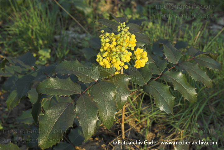 Gelbe Blüten. Gewöhnliche Mahonie.
1. 4. 2007. Berlin. Berlin-Mite. Nordufer. Flora. Pflanzen. Strauch. Sträucher. Gelbe Blüten der Mahonie (Mahonia aquifolium).   Berberitzengewächse (Berberidaceae).
Schlüsselwörter: Berlin;Blüten;Flora;Frühling;gelbe Blüten;Mahonie;Natur;Pflanzen;plants;Strauch;2007;Berberitzengewächs;Sträucher