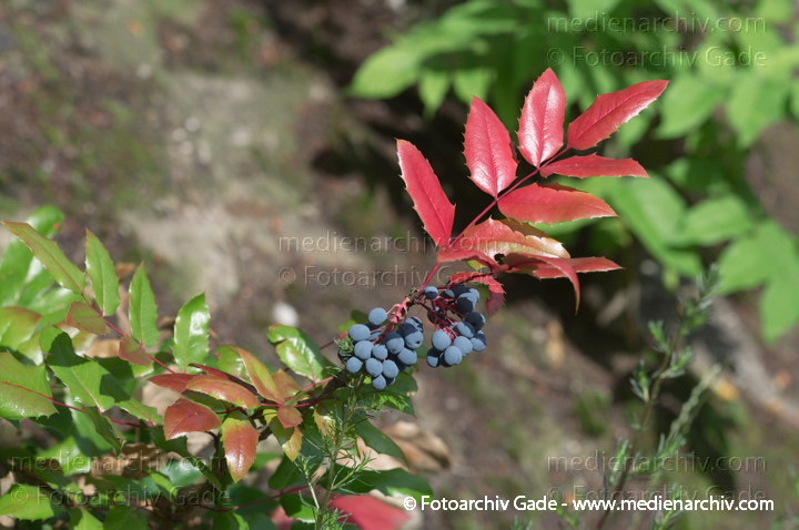 Schlüsselwörter: Berberitzengewächse;Berlin;Flora;Mahonia;Mahonie;Natur;Pflanzen;plants;Strauch;Sträucher;2012;Berberidaceae;Wedding