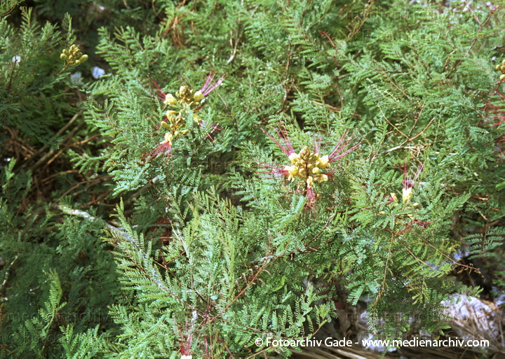 Paradiesvogelbusch (Caesalpinia gilliesii)
November 2001. Flora.  Pflanzen. Strauch. Sträucher. Paradiesvogelbusch (Caesalpinia gilliesii)
Schlüsselwörter: 2001;Caesalpinia gilliesii;Canary Islands;Flora;Fuerteventura;Kanarische Inseln;Natur;Paradiesvogel - Strauch;Paradiesvogelbusch;Pflanzen;plants;Spain;Spanien;Strauch;Sträucher