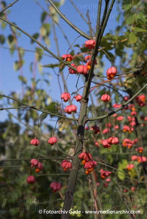 Gewöhnlicher Spindelstrauch (Euonymus europaeus) auch Europäisches oder Gewöhnliches Pfaffenhütchen
23. 9. 2007.  Flora. Pflanzen. Gewöhnlicher Spindelstrauch (Euonymus europaeus) auch Europäisches oder Gewöhnliches Pfaffenhütchen
Schlüsselwörter: 2007;Blüte;Euonymus europaeus;Flora;Gewöhnliche Spindelstrauch;Natur;Pfaffenhütchen;Pflanzen;plants;Strauch;Sträucher