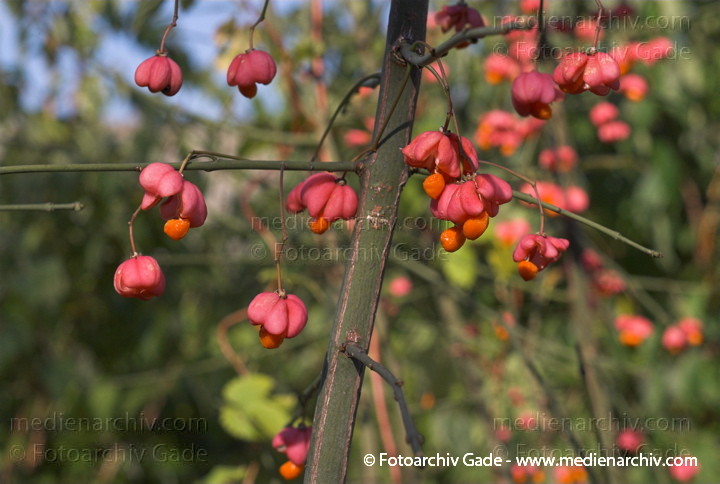 Gewöhnlicher Spindelstrauch (Euonymus europaeus) auch Europäisches oder Gewöhnliches Pfaffenhütchen
23. 9. 2007.  Flora. Pflanzen. Gewöhnlicher Spindelstrauch (Euonymus europaeus) auch Europäisches oder Gewöhnliches Pfaffenhütchen
Schlüsselwörter: 2007;Blüte;Euonymus europaeus;Flora;Gewöhnliche Spindelstrauch;Natur;Pfaffenhütchen;Pflanzen;plants;Strauch;Sträucher