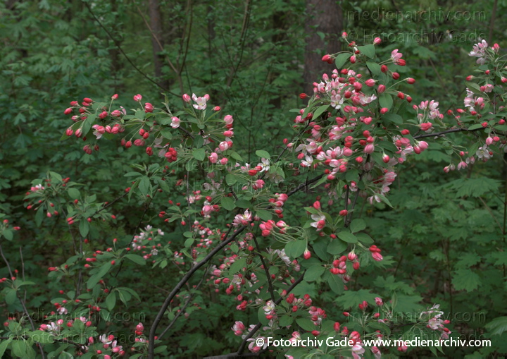 Gewöhnlicher Spindelstrauch (Euonymus europaeus) auch Europäisches oder Gewöhnliches Pfaffenhütchen
18. 4. 2009. Berlin. Flora. Pflanzen. Strauch. Sträucher. Gewöhnlicher Spindelstrauch (Euonymus europaeus) auch Europäisches oder Gewöhnliches Pfaffenhütchen
Schlüsselwörter: 2009;Berlin;Blüte;Euonymus europaeus;Flora;Gewöhnliche Spindelstrauch;Natur;Pfaffenhütchen;Pflanzen;plants;Strauch;Sträucher