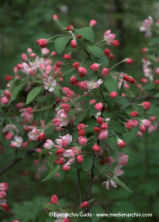 Gewöhnlicher Spindelstrauch (Euonymus europaeus) auch Europäisches oder Gewöhnliches Pfaffenhütchen
18. 4. 2009. Berlin. Flora. Pflanzen. Strauch. Sträucher. Gewöhnlicher Spindelstrauch (Euonymus europaeus) auch Europäisches oder Gewöhnliches Pfaffenhütchen
Schlüsselwörter: 2009;Berlin;Blüte;Euonymus europaeus;Flora;Gewöhnliche Spindelstrauch;Natur;Pfaffenhütchen;Pflanzen;plants;Strauch;Sträucher