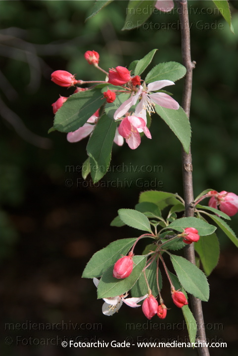 Gewöhnlicher Spindelstrauch (Euonymus europaeus) auch Europäisches oder Gewöhnliches Pfaffenhütchen
1. 5. 2010. Berlin. Berlin-Mitte. Rehberge. Flora. Pflanzen. Strauch. Gewöhnlicher Spindelstrauch (Euonymus europaeus) auch Europäisches oder Gewöhnliches Pfaffenhütchen
Schlüsselwörter: Gewöhnlicher Spindelstrauch;Euonymus europaeus;Pfaffenhütchen;Strauch;Sträucher;Blüte
