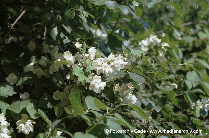 Hecken-Rose. Rosa corymbifera agg. ?
Juli 2001. Flora. Pflanzen. Strauch. Sträucher. Könnte die Hecken-Rose (Rosa corymbifera agg.) sein.   Rosengewächse (Rosaceae). Weisse Blüten.
Schlüsselwörter: Busch;Flora;Natur;Pflanzen;plants;Strauch;2001;Blüten;Sträucher