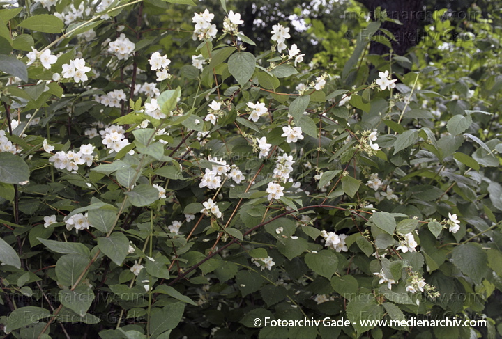 Pfeifenstrauch (Philadelphus)
Juni 2002. Berlin. Flora.  Pflanzen. Strauch. Sträucher. Pfeifenstrauch (Philadelphus) mit weißen Blüten
Schlüsselwörter: 2002;Berlin;Blume;Blumen;Blüte;Flora;Gewöhnliche Pfeifenstrauch;Gewöhnlicher Pfeifenstrauch;Hortensiengewächse;Natur;Pfeifenstrauch;Pflanze;Pflanzen;plants;Strauch;Sträucher