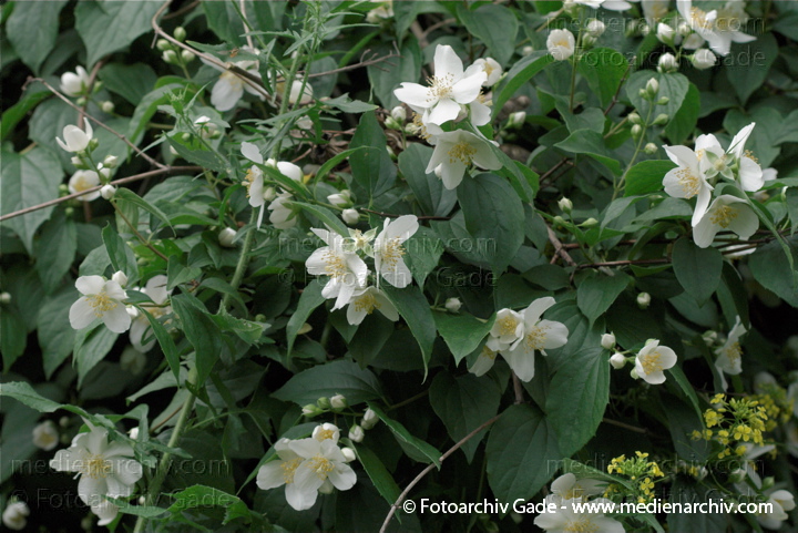 Pfeifenstrauch (Philadelphus)
13.  6. 2010. Berlin. Rehberge. Flora. Pflanzen. Pfeifenstrauch (Philadelphus)
Schlüsselwörter: 2010;Berlin;Flora;Natur;Pfeifenstrauch;Pflanzen;Philadelphus;plants;Rehberge;Strauch;Sträucher;Wedding