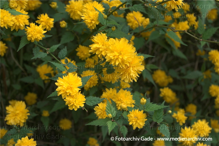 Gelbe Blüten. Ranunkelstrauch . Kerrie. Kerria japonics
18. 4. 2009. Berlin. . Flora Pflanzen. Gelbe Blüten. Ranunkelstrauch, Kerrie (Kerria japonica)
Schlüsselwörter: Kerrie;Natur;Pflanzen;plants;Ranunkel;Ranunkelstrauch;Strauch;Flora;Kerria japonica;Sträucher