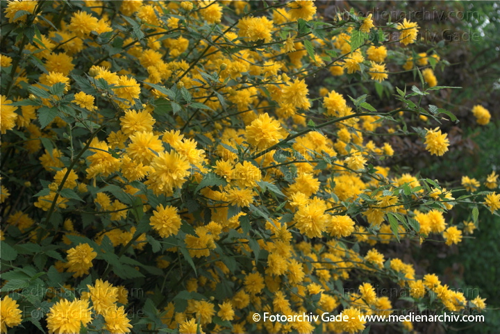 Gelbe Blüten. Ranunkelstrauch . Kerrie. Kerria japonics
18. 4. 2009. Berlin. . Flora Pflanzen. Gelbe Blüten. Ranunkelstrauch, Kerrie (Kerria japonica)
Schlüsselwörter: Kerrie;Natur;Pflanzen;plants;Ranunkel;Ranunkelstrauch;Strauch;Flora;Kerria japonica;Sträucher