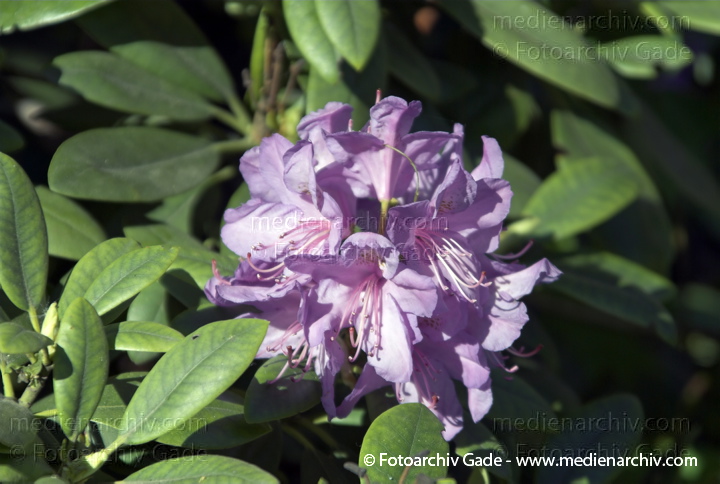Rhododendron. Rhododendron spec. 
Rhododendron (Rhododendron spec. ).  Heidekrautgewächse (Ericaceae).
Schlüsselwörter: Blüten;Flora;Frühling;Natur;Pflanzen;plants;Strauch;2007;Berlin;Sträucher