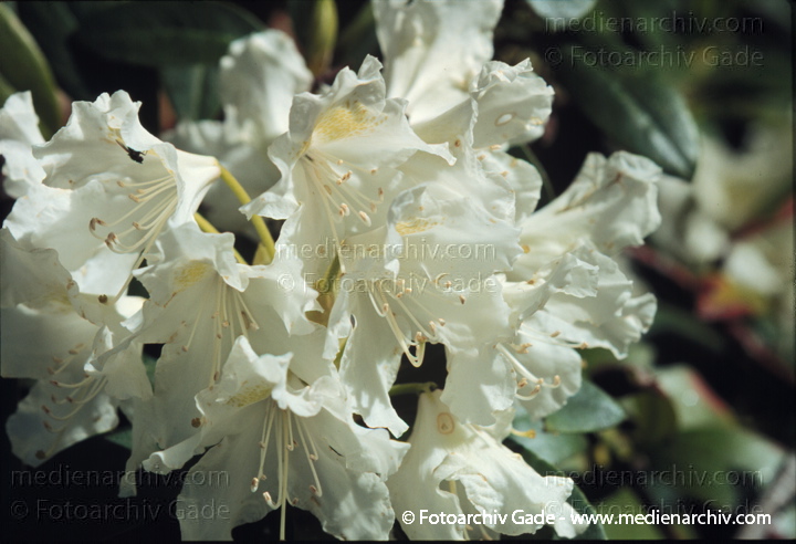 Heidekrautgewächse. Rhododendron ponticum
Mai 1999.   Flora. Pflanzen. Strauch. Blume. Heidekrautgewächse. Rhododendron ponticum
Schlüsselwörter: Blumen;Blüten;Flora;Giftpflanze;Heidekrautgewächse;Natur;Pflanze;Pflanzen;plants;Rhododendron  ponticum;Strauch;Sträuche;1999;Blume;Sträucher