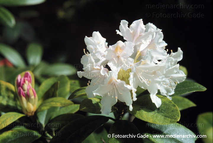 Heidekrautgewächse. Rhododendron ponticum
Mai 1999.   Flora. Pflanzen. Strauch. Blume. Heidekrautgewächse. Rhododendron ponticum
Schlüsselwörter: Blumen;Blüten;Flora;Giftpflanze;Heidekrautgewächse;Natur;Pflanze;Pflanzen;plants;Rhododendron  ponticum;Strauch;Sträuche;1999;Blume;Sträucher