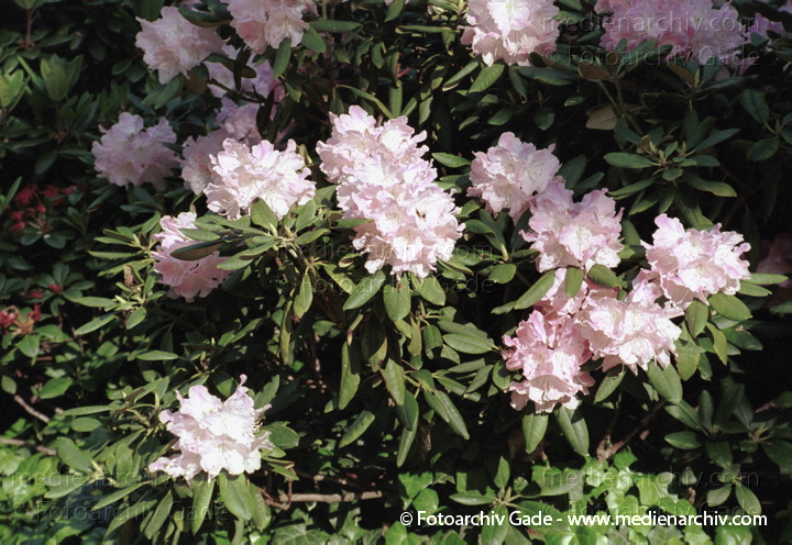 Blüten am Rhododendron. Rhododendren
15 Mai 2002. Berlin.  Flora. Pflanzen. Strauch. Sträucher. Busch. Blüten am Rhododendron. Rhododendren. Singular: das Rhododendron.   Heidekrautgewächse (Ericaceae).
Schlüsselwörter: Blume;Blumen;Blüten;Flora;Heidekrautgewächse;Natur;Pflanze;Pflanzen;plants;Strauch;Sträuche;2002;Berlin;Sträucher