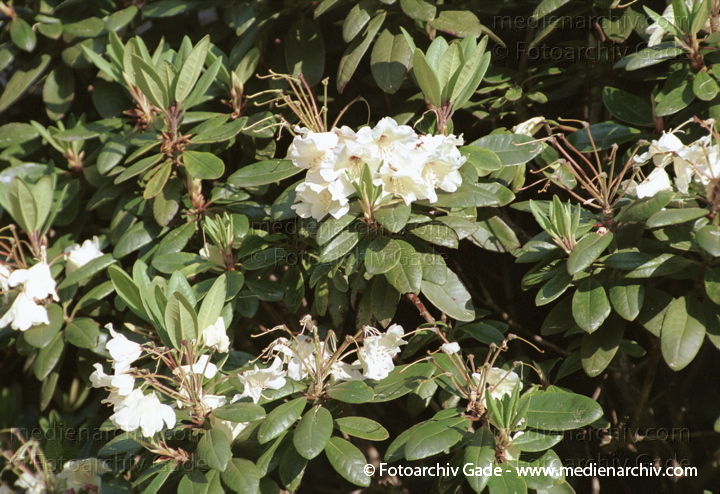 Blüten am Rhododendron. Rhododendren
15 Mai 2002. Berlin.  Flora. Pflanzen. Strauch. Sträucher. Busch. Blüten am Rhododendron. Rhododendren. Singular: das Rhododendron.   Heidekrautgewächse (Ericaceae).
Schlüsselwörter: Blume;Blumen;Blüten;Flora;Heidekrautgewächse;Natur;Pflanze;Pflanzen;plants;Strauch;Sträuche;2002;Berlin;Sträucher