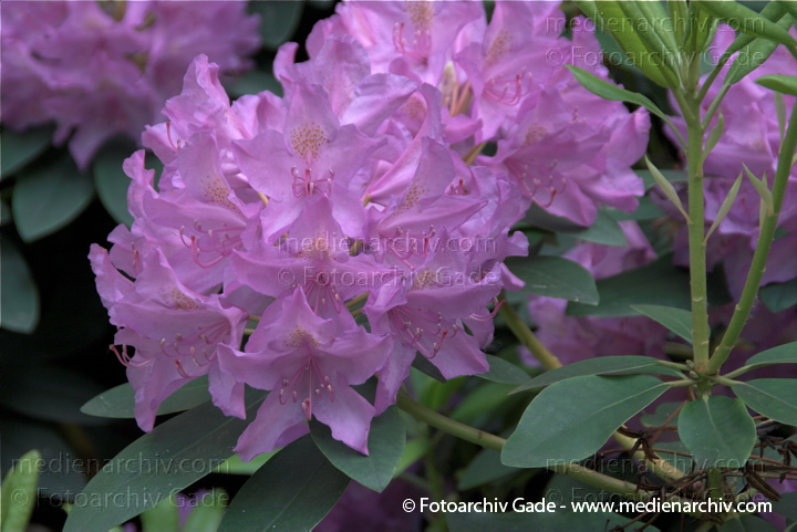Blühender Rhododendronstrauch
17. 5. 2009. Berlin. Berlin-Mitte. Tiergarten. Englischer Garten. Flora. Pflanzen. Strauch. Sträucher. Busch. Blüten am Rhododendron. Rhododendren. Singular: das Rhododendron.   Heidekrautgewächse (Ericaceae).
Schlüsselwörter: Blüten;Busch;Flora;Natur;Pflanzen;plants;Rhododendren;Rhododendron;Strauch;Sträucher;2009;Berlin;Tiergarten