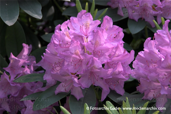Blühender Rhododendronstrauch
17. 5. 2009. Berlin. Berlin-Mitte. Tiergarten. Englischer Garten. Flora. Pflanzen. Blüten am Rhododendron. Rhododendren. Singular: das Rhododendron.   Heidekrautgewächse (Ericaceae).
Schlüsselwörter: Blüten;Busch;Flora;Natur;Pflanzen;plants;Rhododendren;Rhododendron;Strauch;Sträucher;2009;Berlin;Tiergarten