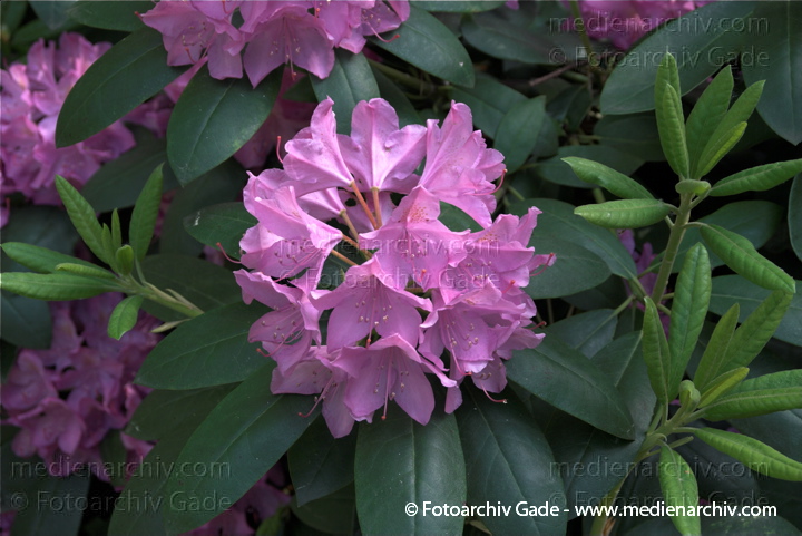 Blühender Rhododendronstrauch
17. 5. 2009. Berlin. Berlin-Mitte. Tiergarten. Englischer Garten. Flora. Pflanzen. Strauch. Sträucher. Busch. Blüten am Rhododendron. Rhododendren. Singular: das Rhododendron.   Heidekrautgewächse (Ericaceae).
Schlüsselwörter: Blüten;Busch;Flora;Natur;Pflanzen;plants;Rhododendren;Rhododendron;Strauch;Sträucher;2009;Berlin;Tiergarten