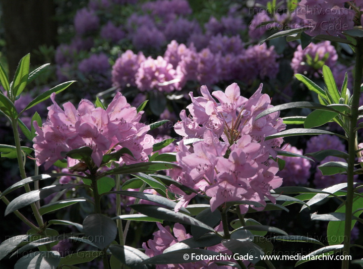 Blühender Rhododendronstrauch
17. 5. 2009. Berlin. Berlin-Mitte. Tiergarten. Englischer Garten. Flora. Pflanzen. Strauch. Sträucher. Busch. Blüten am Rhododendron. Rhododendren. Singular: das Rhododendron.   Heidekrautgewächse (Ericaceae).
Schlüsselwörter: Blüten;Busch;Flora;Natur;Pflanzen;plants;Rhododendren;Rhododendron;Strauch;Sträucher;2009;Berlin;Tiergarten