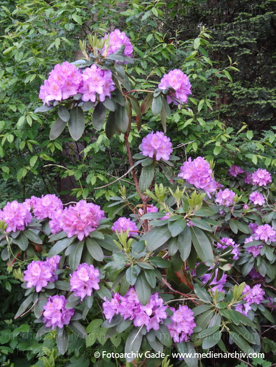   Rhododendron
18. 5. 2012. Flora. Pflanzen. Strauch. Sträucher. Rhododendron
Schlüsselwörter: Ericaceae;Flora;Heidekrautgewächse;Natur;Pflanzen;plants;Rhododendren;Rhododendron;2012;Berlin;Wedding