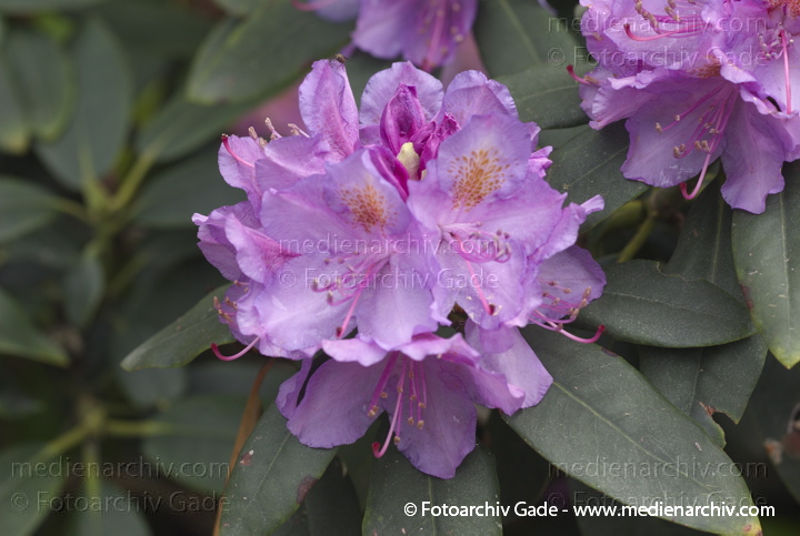 Fauna.  Rhododendron. Rosa Blüten
1. 6. 2013. Berlin. Wedding. Park Rehberge. Fauna. Pflanzen. Rhododendron. Rosa Blüten
Schlüsselwörter: Blüten;Fauna;Flora;Pflanzen;plants;Rehberge;2013;Berlin;Rhododendron