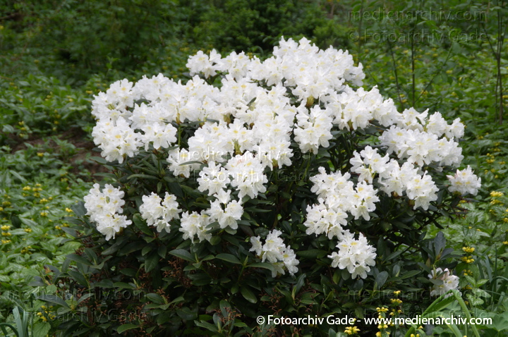Schlüsselwörter: Flora;Natur;Park;Pflanzen;plants;Strauch;Sträucher;2012;Berlin;Tiergarten