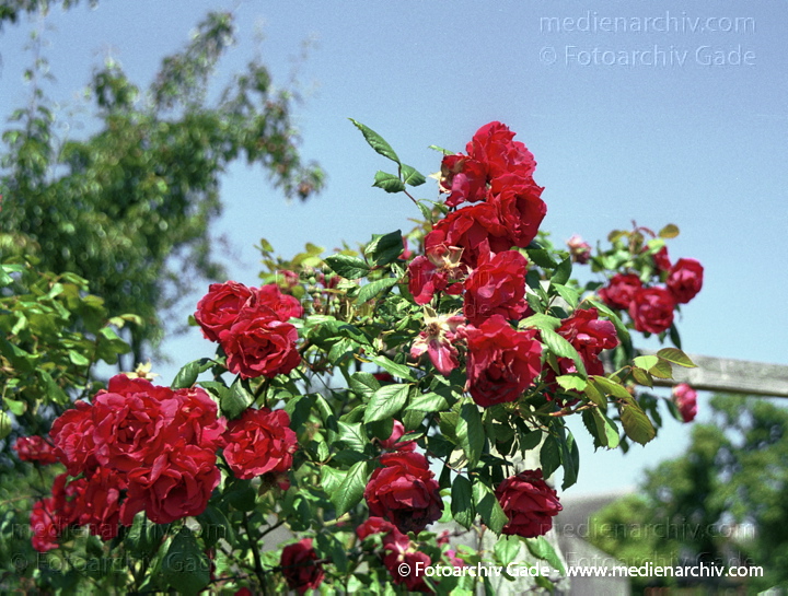 Juli 2001.  Mecklenburg-Vorpommern. Fischland. Flora. Pflanzen. Blumen. Rose.
Schlüsselwörter: Mecklenburg-Vorpommern;Natur;Pflanzen;plants;2001;Flora;Rose