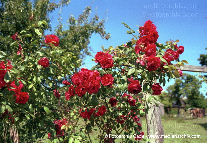 Juli 2001.  Mecklenburg-Vorpommern. Fischland. Flora. Pflanzen. Blumen. Rose.
Schlüsselwörter: Flora;Mecklenburg-Vorpommern;Natur;Pflanzen;2001;Deutschland;plants