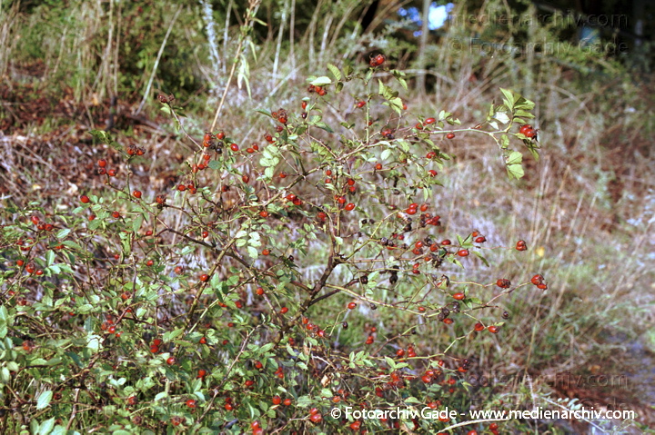 Hagebutten. Früchte verschiedener Rosenarten
Oktober 2001. Hagebutte (Rosa canina) Früchte verschiedener Rosenarten. Wildrosen
Schlüsselwörter: Hagebutten;Pflanzen;Rosen;2001;Flora;Wildrose