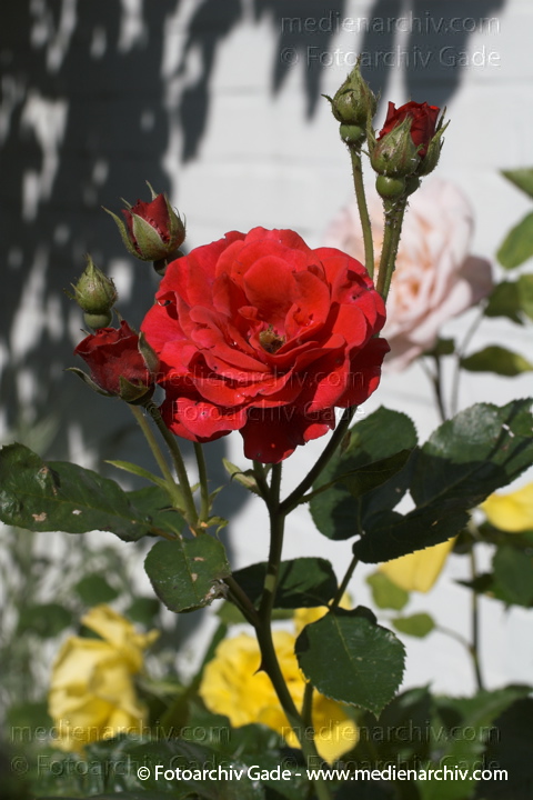  Blumen. Rosenblüte
25. Juni 2005. Hemmoor. Pflanzen. Flora. Blumen. Rosenblüte. Rosengewächse (Rosaceae).
Edelrose Ingrid Bergman (Rosa)
Schlüsselwörter: Blüte;Flora;Hemmor;Natur;Pflanzen;plants;Rosaceae;Rose;2005;Blumen;Rosengewächse