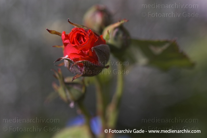  Blumen. Rosenblüte
25. Juni 2005. Hemmoor. Pflanzen. Flora. Blumen. Rosenblüte. Rosengewächse (Rosaceae).
Edelrose Ingrid Bergman (Rosa)
Schlüsselwörter: Blüte;Flora;Hemmor;Natur;Pflanzen;plants;Rosaceae;Rose;2005;Blumen;Rosengewächse
