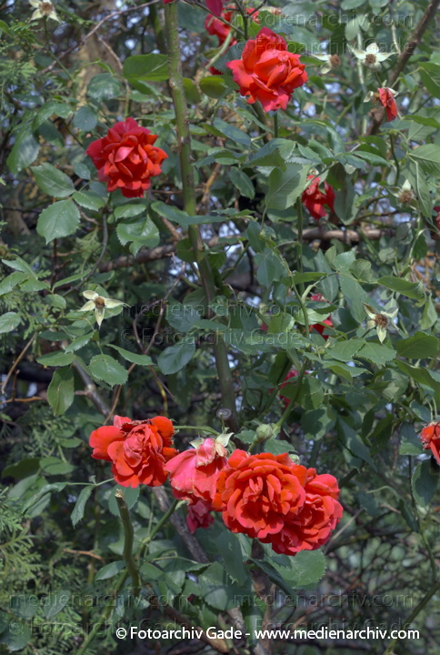 Rose. Rosa spec.. Rote Rosen
28. 5. 2007. Berlin. Flora. Pflanzen. Strauch Sträucher. Rote Rosen (Rosa spec.).   Rosengewächse (Rosaceae).
Schlüsselwörter: Blüten;Flora;Frühling;Natur;Pflanzen;plants;Rosen;2007;Berlin;Sträucher