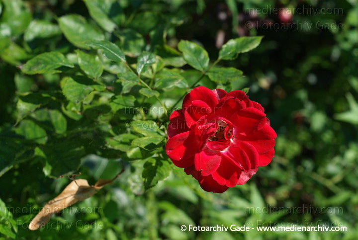 Rose. Rosa spec.. Rote Rosen
15. 7. 2007. Berlin. Flora. Pflanzen. Strauch Sträucher. Rote Rosen (Rosa spec.).   Rosengewächse (Rosaceae).
Schlüsselwörter: Blüten;Flora;Frühling;Natur;Pflanzen;plants;Rosen;2007;Berlin;Sträucher