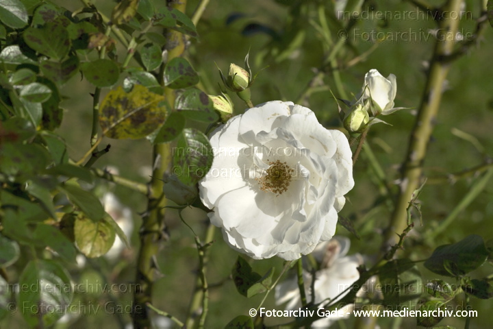 Weiße Rose. Blüte
2010.  Berlin. Flora. Pflanzen. Strauch. Weiße Rose. Blüte
Schlüsselwörter: 2010;Berlin;Blüte;Flora;Natur;Pflanzen;plants;Rose;Strauch;Sträucher