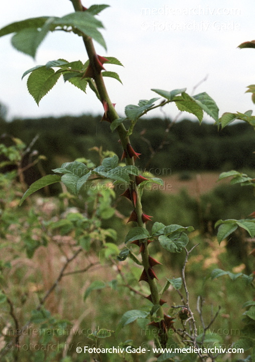 Rose. Rosa spec. 
Flora. Blumen. Strauch. Stäucher. Rose (Rosa spec.).   Rosengewächse (Rosaceae). Stengel mit Dornen
Schlüsselwörter: Natur;Pflanzen;plants;Rosen;Strauch;Dornen;Flora;Sträucher