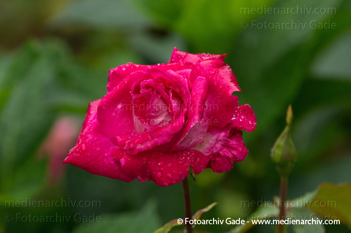 Rose (Rosa) mit roter Blüte. Blume
4.  7. 2011. Mecklenburg-Vorpommern. Carwitz. Flora.  Pflanzen. Strauch. Sträucher. Rose (Rosa) mit roter Blüte. Blume
Schlüsselwörter: 2011;Blüte;Carwitz;Flora;Mecklenburg-Vorpommern;Natur;Pflanzen;plants;Rosa;Rose;Strauch;Sträucher