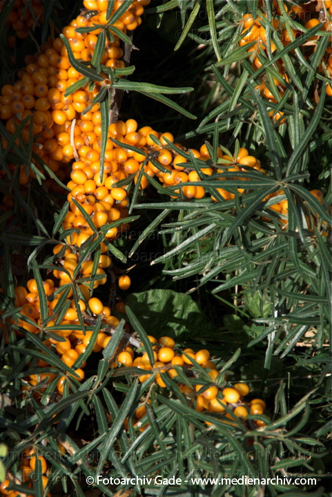 26. 9. 2009. Mecklenburg-Vorpommern. Insel Rügen. Flora. Pflanzen.
Schlüsselwörter: Insel;Mecklenburg-Vorpommern;Natur;Pflanzen;plants;Rügen;Strauch;2009;Flora;Sträucher