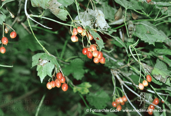 24. August 2002.  Mecklenburg-Vorpommern. Carwitz. Flora. Pflanzen. Strauch. Sträucher. Gemeiner Schneeball (Viburnum opulus). Höhe: 2-4 m. Blüte: Mai - Juni. Vorkommen: Feuchte Wälder, an Ufern. In ganz Europa.
Schlüsselwörter: Deutschland;Flora;Gemeiner Schneeball;Mecklenburg-Vorpommern;Natur;Pflanzen;plants;Strauch;2002;Carwitz;Sträucher