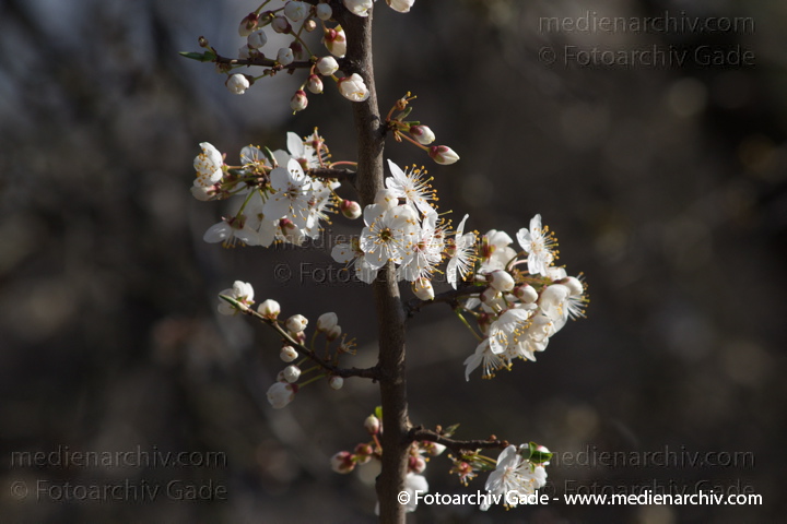 Blühender Schlehdorn (Prunus spinosa) Schlehen
13. 3. 2014. Berlin. Flora. Pflanzen. Blüten. Strauch.  Schlehdorn (Prunus spinosa)
Schlüsselwörter: Flora;Pflanzen;2014;Berlin;plants;Blüte;Schlehdorn;Prunus spinosa;Schlehen;Strauch;Sträucher
