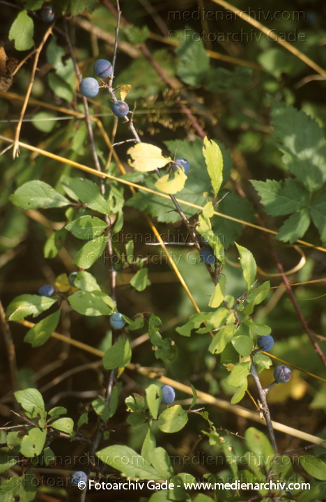 Pflanzen. Schlehen
1999. Pflanzen. Flora. Schlehen
Schlüsselwörter: Flora;Mecklenburg-Vorpommern;Natur;Pflanzen;plants;1999;Deutschland;Sukkulenten